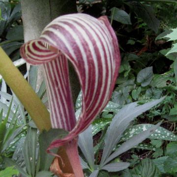 Kärsäkalla - Arisaema fargesii
