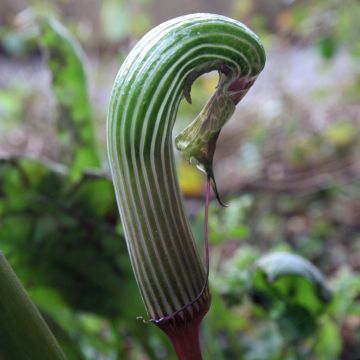 Himalajankärsäkalla - Arisaema galeatum