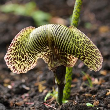 Kärsäkalla - Arisaema griffithii