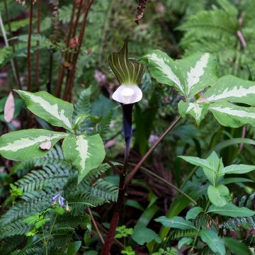 Suklaakärsäkalla - Arisaema sikokianum