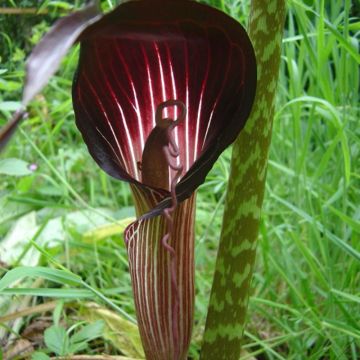 Kärsäkalla - Arisaema speciosum