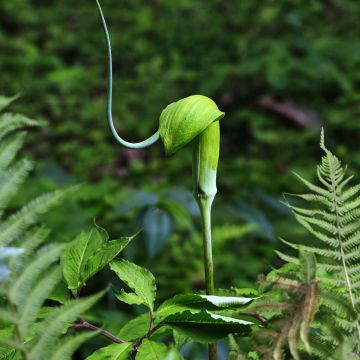 Mutkakärsäkalla - Arisaema tortuosum