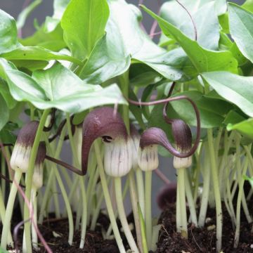 Kärsämunkinhiippa - Arisarum proboscideum