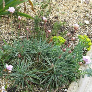 Laukkaneilikka - Armeria welwitschii