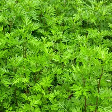 Pujo - Artemisia vulgaris