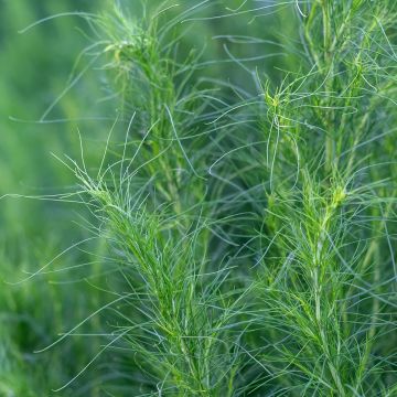 Maruna - Artemisia capillaris