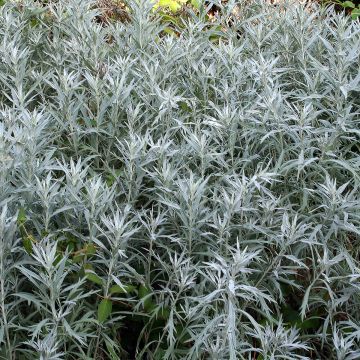 Hopeamaruna - Artemisia ludoviciana var. imcompta