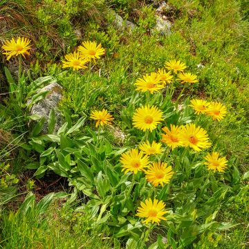 Etelänarnikki luomu - Arnica montana