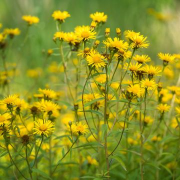 Etelänarnikki luomu (siemenet) - Arnica montana