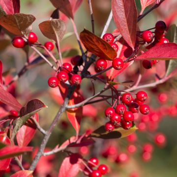 Puna-aronia Brilliant