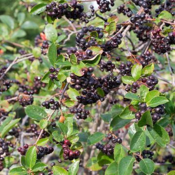 Musta-aronia - Aronia melanocarpa