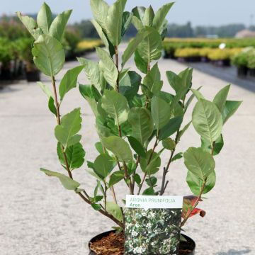 Koristearonia Aron