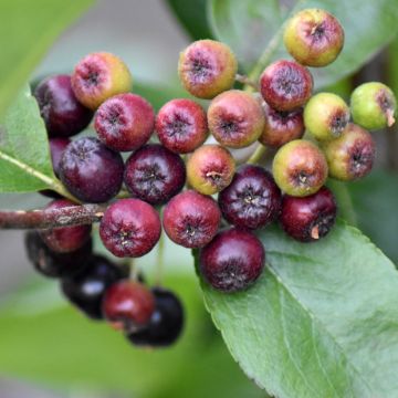 Koristearonia Nero