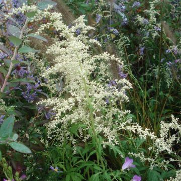 Kiinanmaruna - Artemisia lactiflora