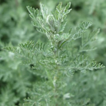 Silkkimaruna - Artemisia pontica