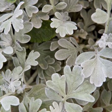 Hiekkamaruna Boughton Silver