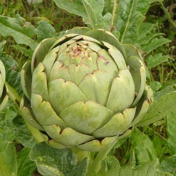 Latva-artisokka Gros Vert de Laon - Cynara scolymus