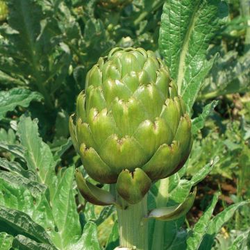 Latva-artisokka Imperial Star
