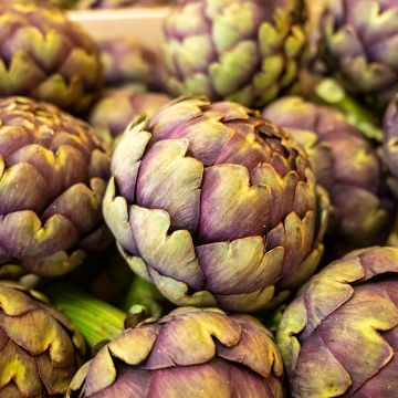 Latva-artisokka Violet de Provence luomu - Ferme de Sainte Marthe