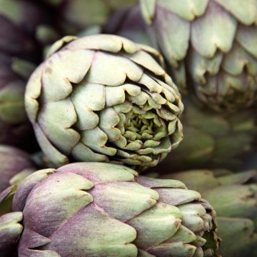 Latva-artisokka Violet de Provence - Cynara scolymus
