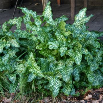Vaaleamunkinhuppu - Arum italicum