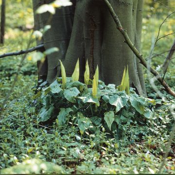 Täplämunkinhuppu - Arum maculatum