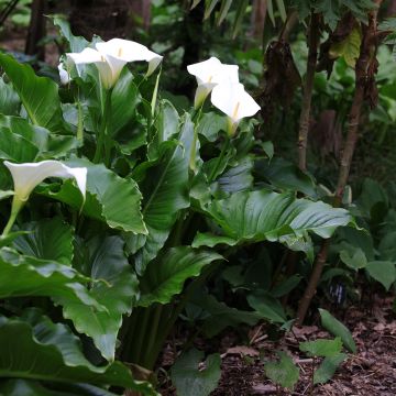 Valkohuonevehka - Zantedeschia aethiopica
