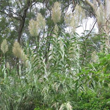 Jättiruoko - Arundo donax