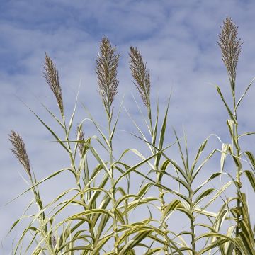 Jättiruoko Aureovariegata