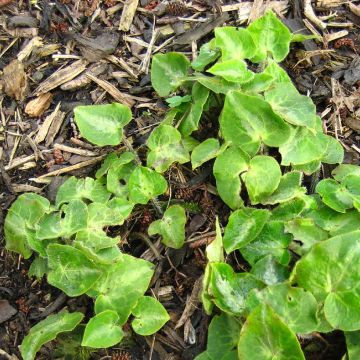 Taponlehti - Asarum pulchellum