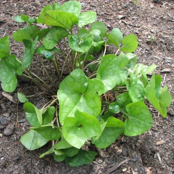 Taponlehti - Asarum arifolium