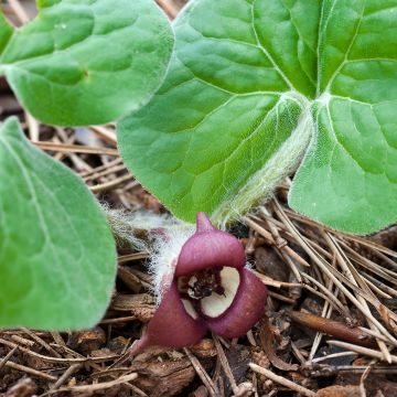 Kanadantaponlehti - Asarum canadense