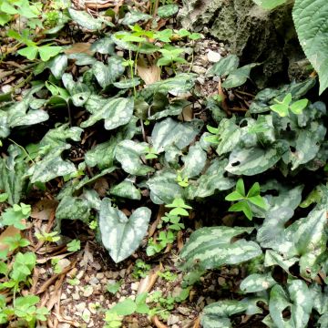 Kirjotaponlehti - Asarum splendens