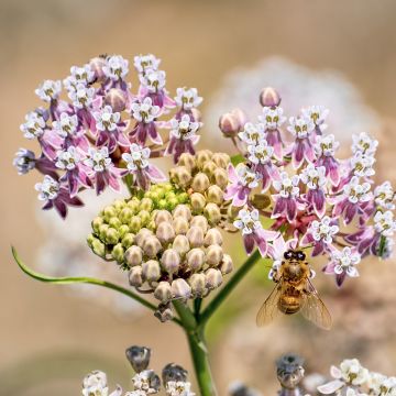 Silkkiyrti - Asclepias fascicularis