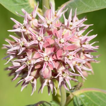 Tähtisilkkiyrtti - Asclepias speciosa