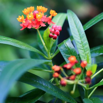 Punasilkkiyrtti - Asclepias curassavica