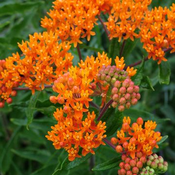Karvasilkkiyrtti - Asclepias tuberosa