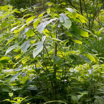 Papavi - Asimina triloba