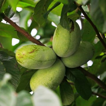 Papavi Summer Delight