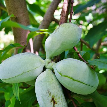 Papavi Susquehanna Peterson Pawpaws