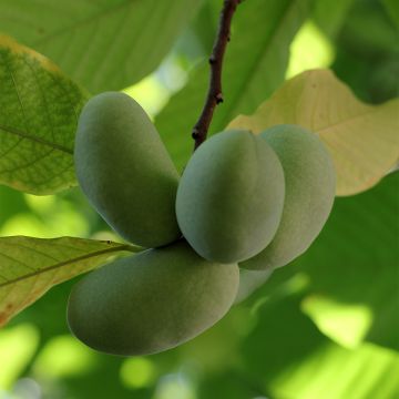 Papavi Shenandoah