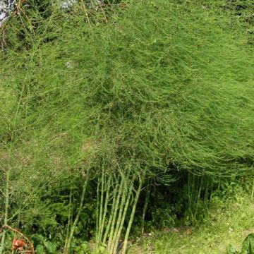 Parsa - Asparagus officinalis