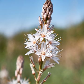 Valkosoihtu - Asphodelus albus