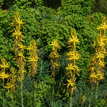 Adriansoihtu - Asphodeline liburnica