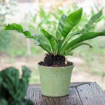 Pesäraunioinen - Asplenium nidus