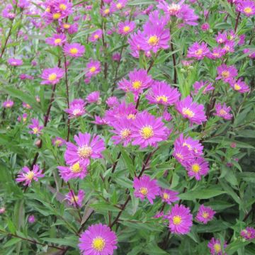 Syysasteri Carmen