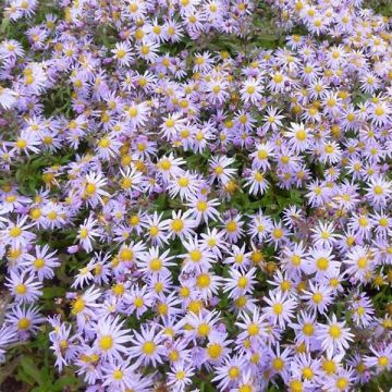 Pursuasteri Eleven purple