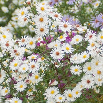 Tuoksuasteri Herbstschnee