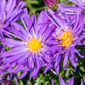 Kanerva-asteri Herfstweelde