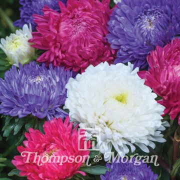 Kiinanasteri Milady Mixed (siemenet)
